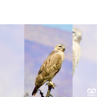 گونه سارگپه پا بلند Long-legged Buzzard